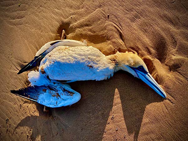 Alcatraz muerto en una playa asturiana