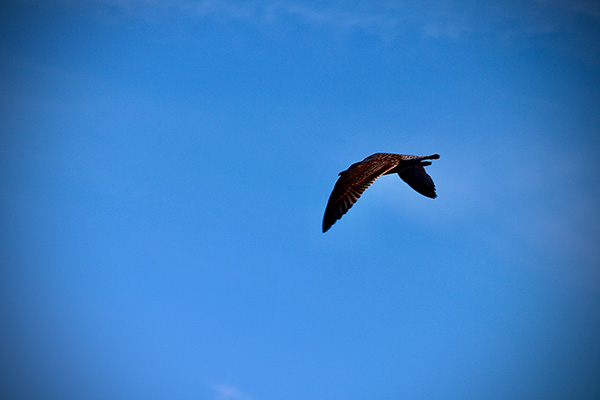 Págalo grande joven sobrevolando la costa asturiana