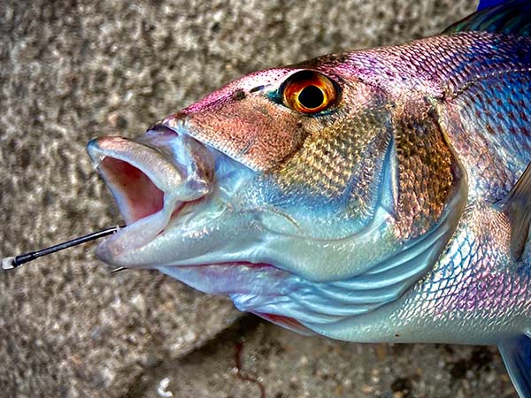 Dentón pescado a fondo con sepia