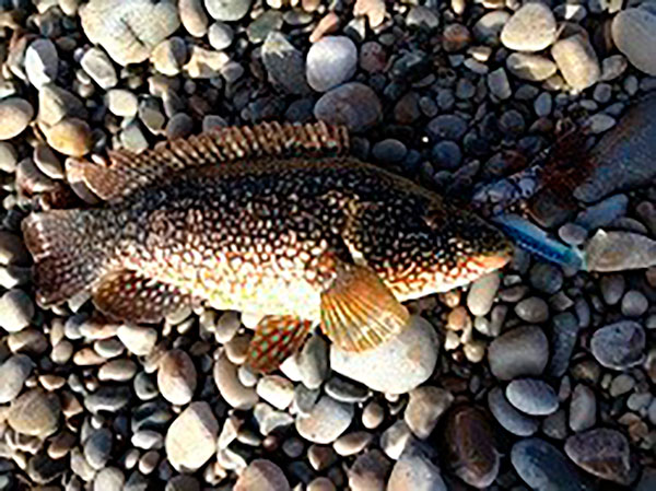 Pinto (lábrido) pescado a spinning