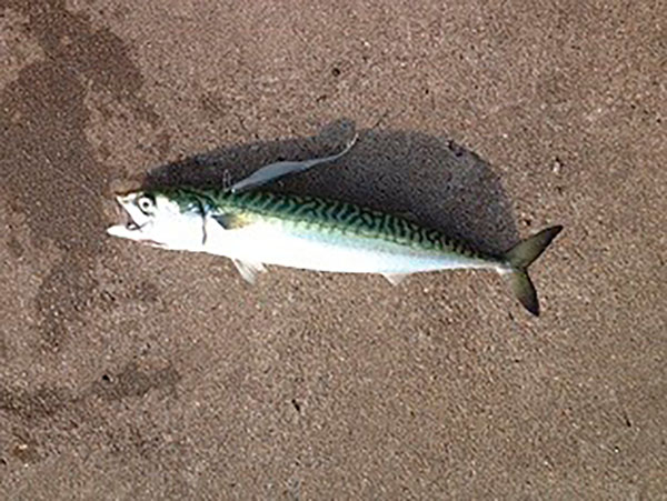 Xarda o caballa pescada con un pez de vinilo en el puerto del Musel en Gijón