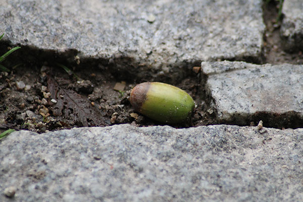 Bellota o fruto del roble en Asturias