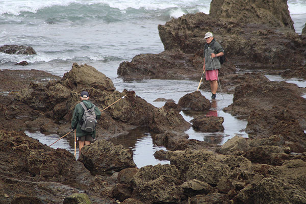 Pescando pulpos en el pedrero en Asturias