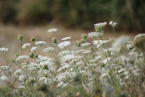 Flores de otoño en Asturias