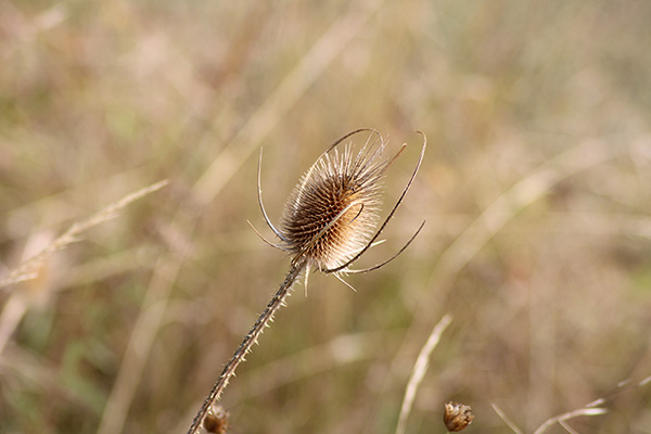 Flores de otoño en Asturias