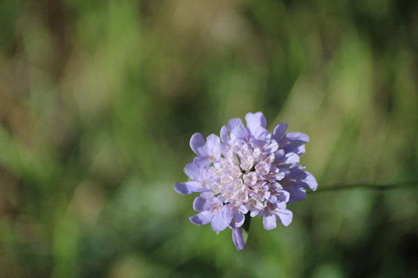 Flores de otoño en Asturias