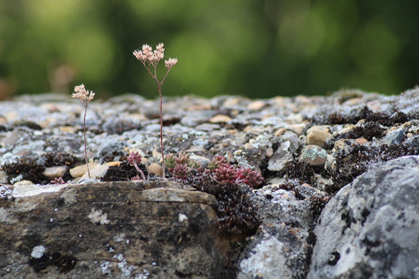 Flores de otoño en Asturias