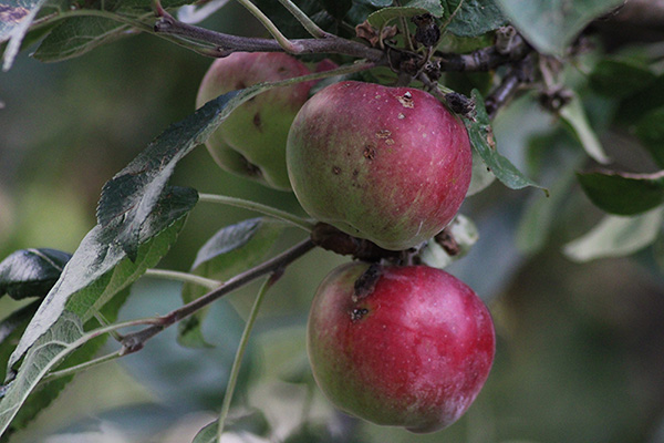Manzanas en Asturias