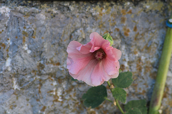 Flores de otoño en Asturias