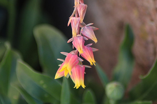 Flores de otoño en Asturias