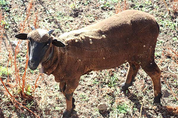 Oveja macho que ha pasado el verano en los montes de Asturias