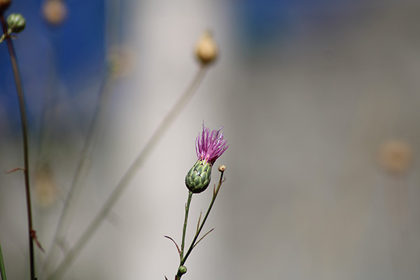 Flores de otoño en Asturias