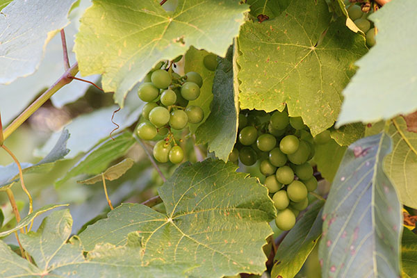 Uvas en una parra asturiana