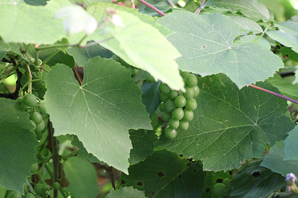 Uvas en una parra asturiana
