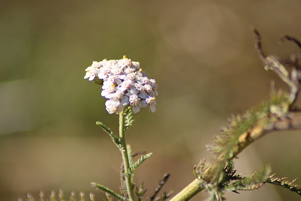 Flores de otoño en Asturias