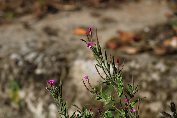 Flores de otoño en Asturias
