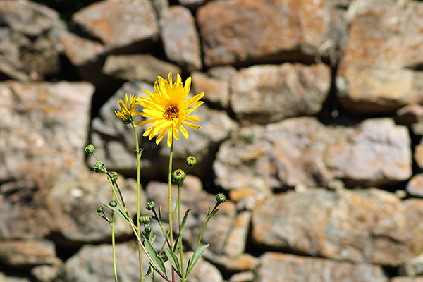 Flores de otoño en Asturias