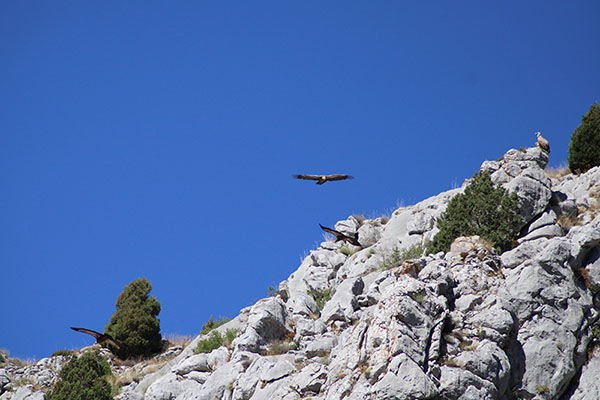 Buitres sobrevolando la cordillera Cantábrica