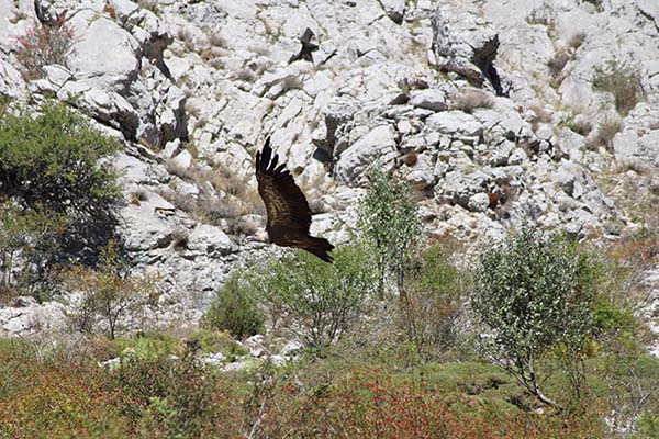 Buitres sobrevolando la cordillera Cantábrica