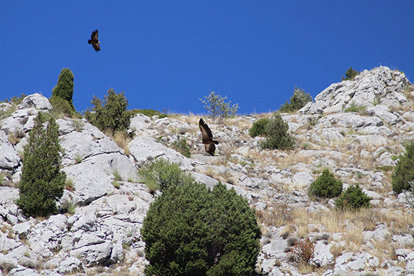Buitres sobrevolando la cordillera Cantábrica