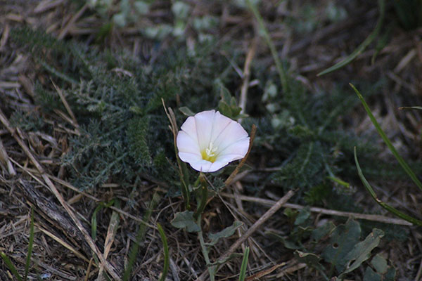 Flores de otoño en Asturias