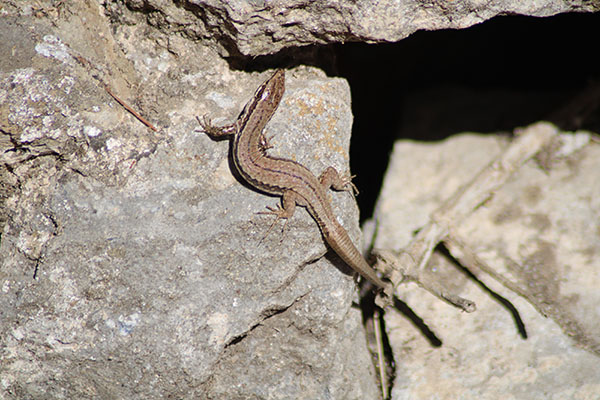 Lagartija en Asturias