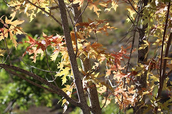 Los colores del otoño en los bosques de Asturias