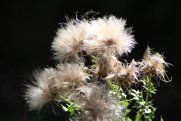 Flores de otoño en Asturias