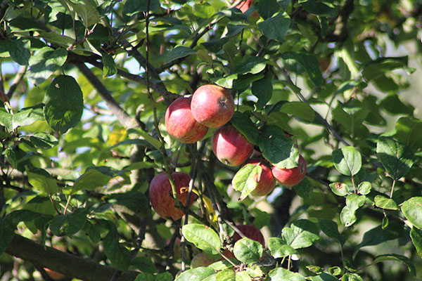 Manzanas en Asturias