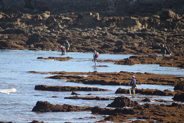 Pescando pulpos en el pedrero en Asturias