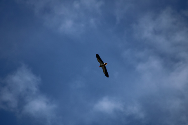 Alimoche sobrevolando la cordillera Cantábrica