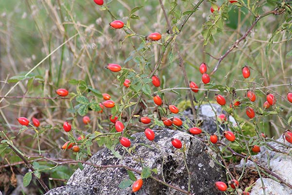 Bayas del otoño asturiano