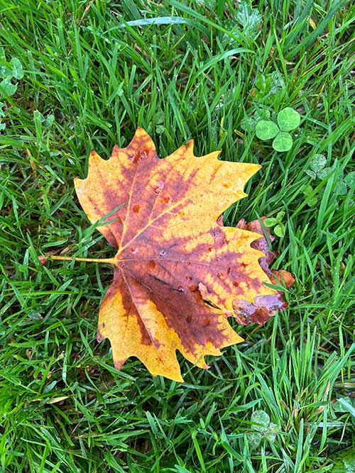 Los colores del otoño en los bosques de Asturias