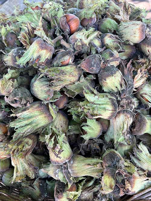 Avellanas listas para su consumo