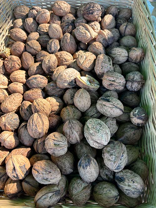 Nueces ya maduras y listas para consumir