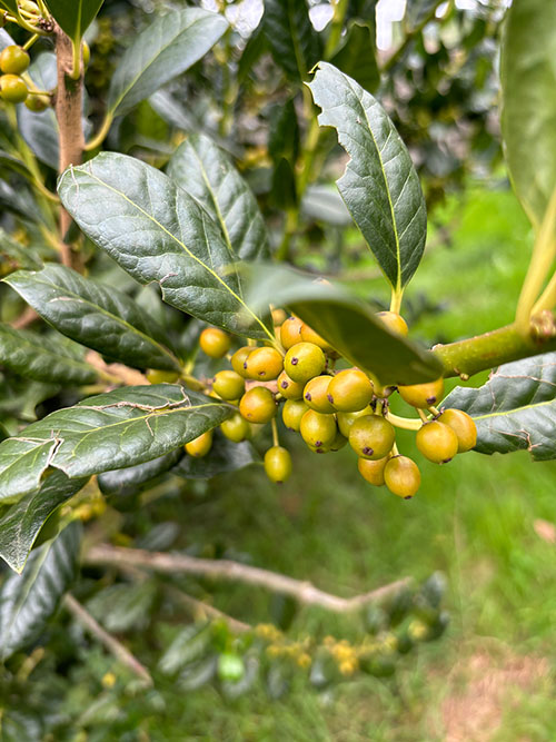 Bayas del otoño asturiano