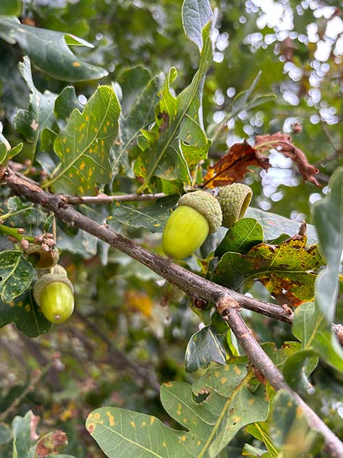 Bellota o fruto del roble en Asturias