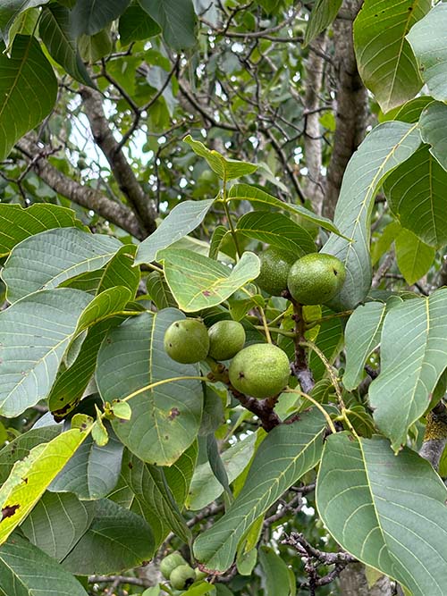 Nueces en el árbol aun sin madurar