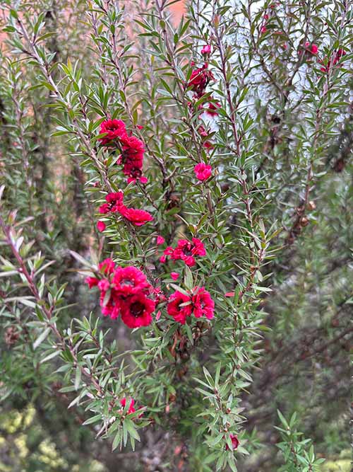 Flores de otoño en Asturias