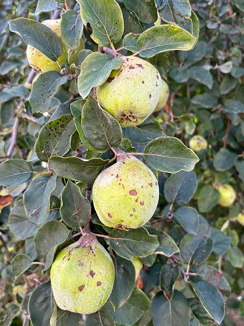 Membrillos, frutos del membrillero que maduran a partir de septiembre