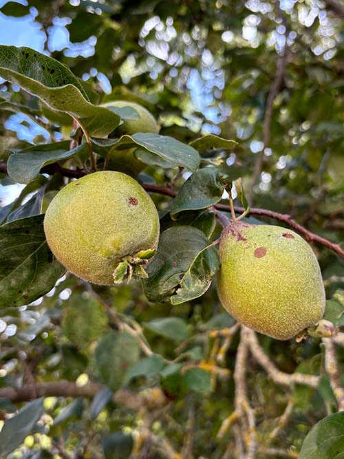 Membrillos, frutos del membrillero que maduran a partir de septiembre