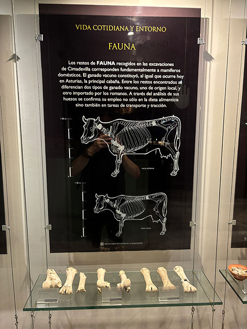 Panel explicativo sobre la fauna de la época de las termas romanas de Gijón