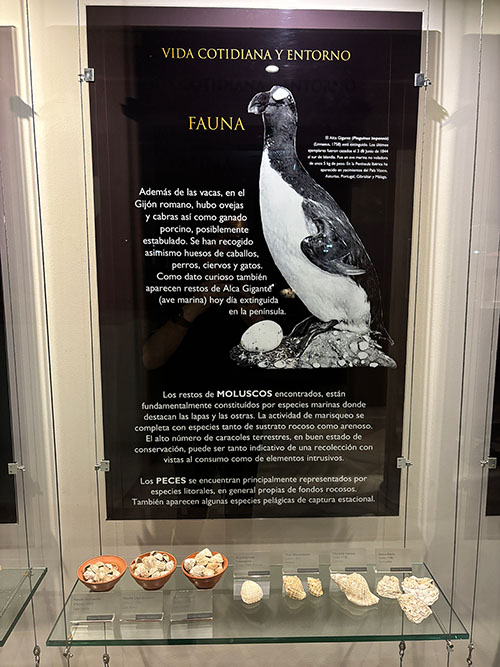 Panel explicativo sobre la fauna de la época de las termas romanas de Gijón