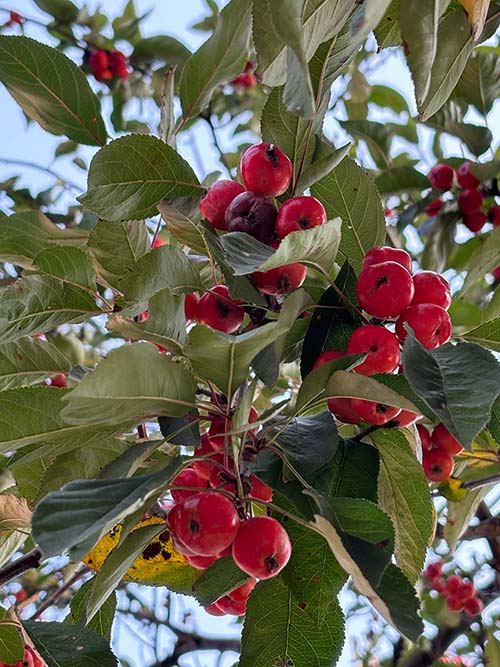Bayas del otoño asturiano