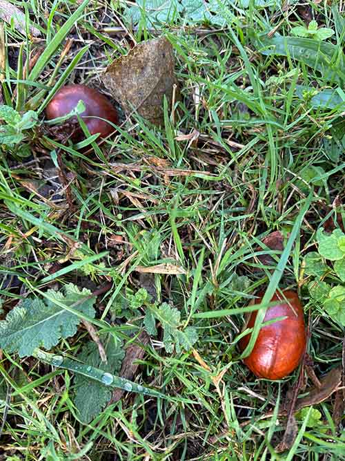 Castañas recién caídas del árbol en Asturias