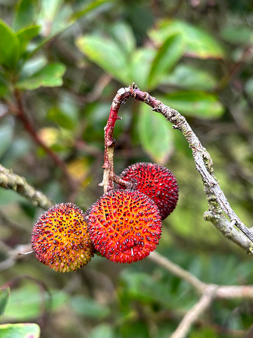 Fruto del madroño en Asturias