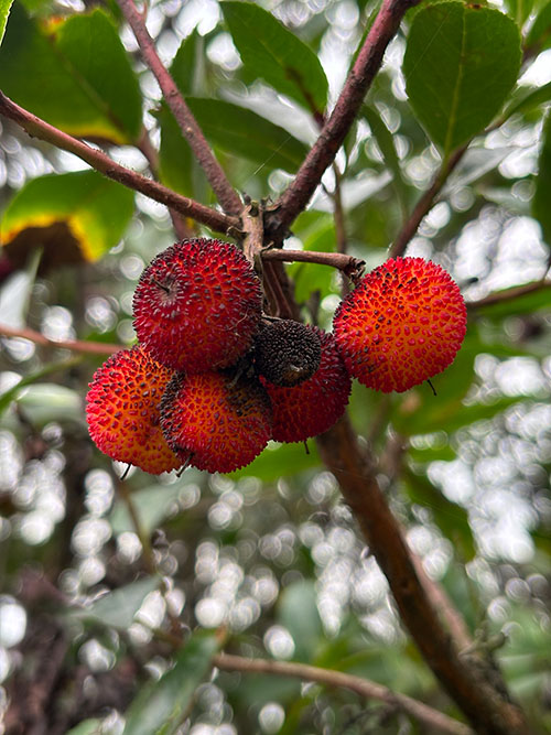 Fruto del madroño en Asturias