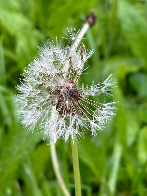 Flores de otoño en Asturias