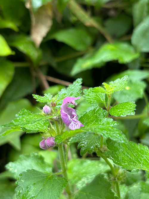 Flores de otoño en Asturias