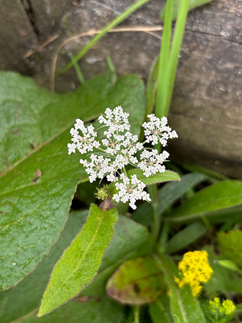 Flores de otoño en Asturias